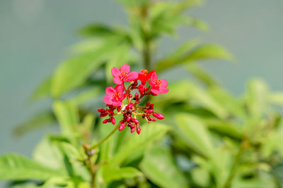 Close-up of pink flowering plant