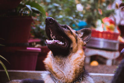 Majestic german shepard