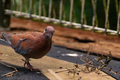 Close-up of bird