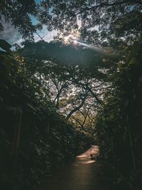 Road amidst trees in forest