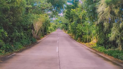 Empty road along trees