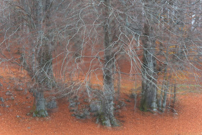 Close-up of bare trees in forest
