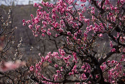 Low angle view of pink flowers on tree