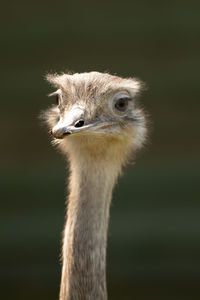 Close-up of a bird