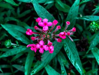 Close-up of pink flowering plant