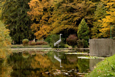 View of birds in lake