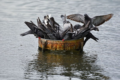 Birds flying over sea