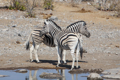 Zebra standing by water