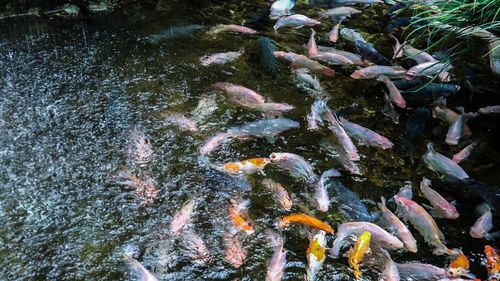 High angle view of koi carps swimming in water