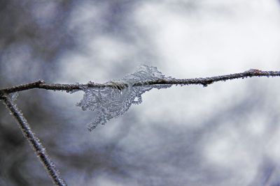 Close-up of frozen plant against sky