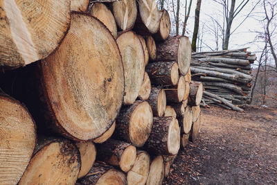 Stack of logs in forest