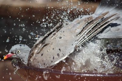 Close-up of jellyfish swimming in water