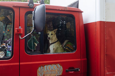 Portrait of dog in red semi-truck seen through window