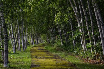 Trees growing in forest