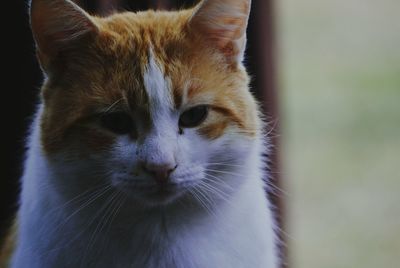 Close-up of cat outdoors