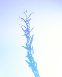 Close-up of plant against blue sky