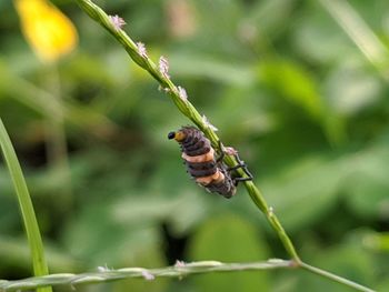 Close-up of insect on plant, bayi kepik hitam