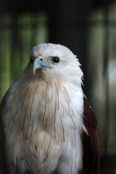 List of Eagle Species - BirdLife International