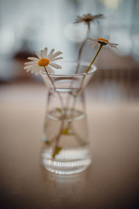 Close-up of flower in glass vase on table