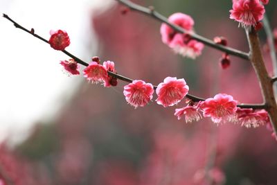 Close-up of pink flowers blooming on tree
