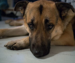 Close-up portrait of dog lying down