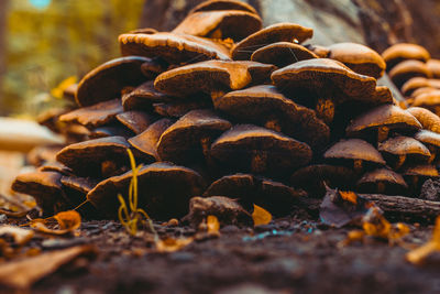 Close-up of pine cone