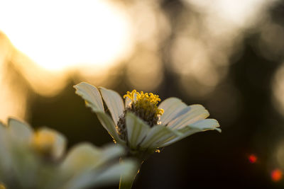 Close-up of flowering plant