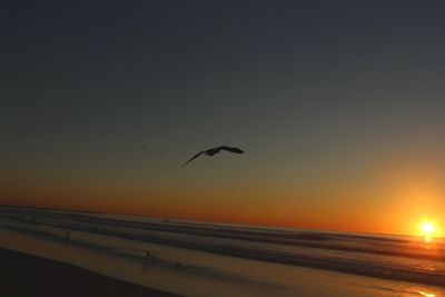 Silhouette bird flying over beach against clear sky