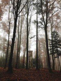 Trees in forest during autumn