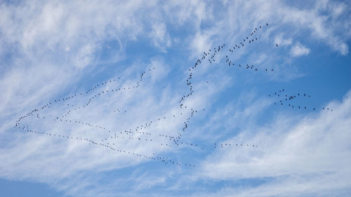 Low angle view of birds flying in sky