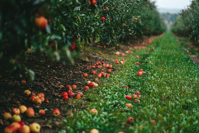 Fruits growing on field