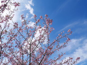 Low angle view of cherry blossoms against blue sky