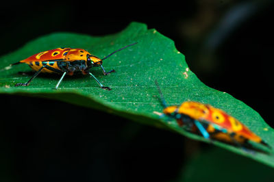 Close-up of insect on leaf