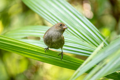 Close-up of bird perching on leaf