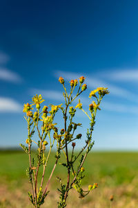 Close-up of yellow flowering plant on field against blue sky