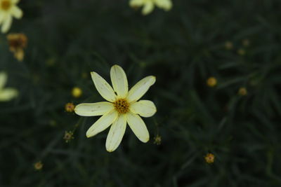 Close-up of white flowering plant