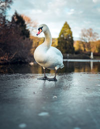 Duck on a lake