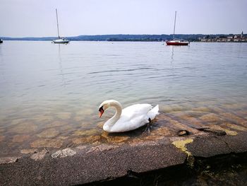 View of swan floating on lake