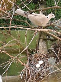 Close-up of bird perching on tree