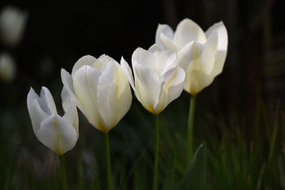 Close-up of white flowering plant