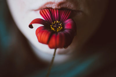 Closeup of crop anonymous female with colorful blossoming flower with gentle petals in mouth