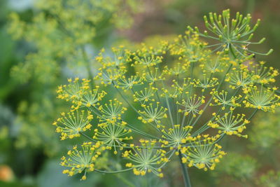 Close-up of flowering plant