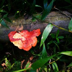 Close-up of maple leaf on tree