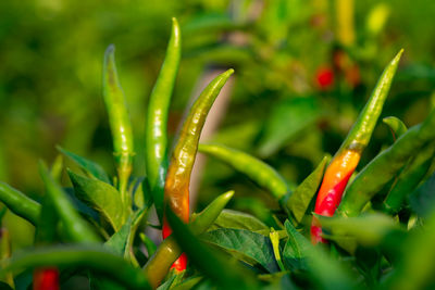 Close-up of red chili peppers on plant