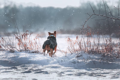 Full length of dog on snow covered land