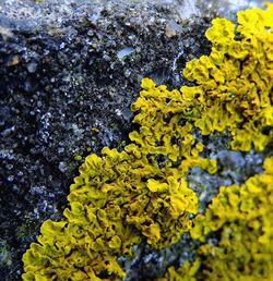 Full frame shot of yellow flowers