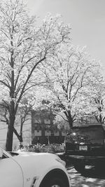 Bare trees against sky