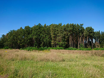 Trees on field against clear blue sky