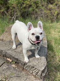 Portrait of a dog