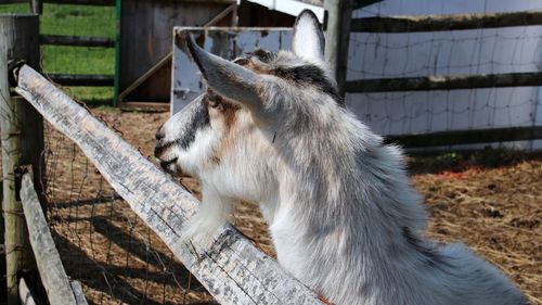 Close-up of a goat against a fence